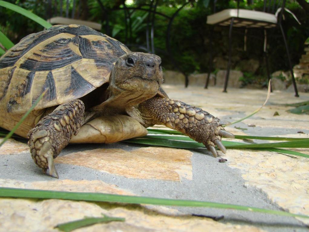 Turtle Apartments Dubrovnik Eksteriør bilde